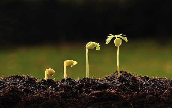 Healthy Root Growth Encouragement