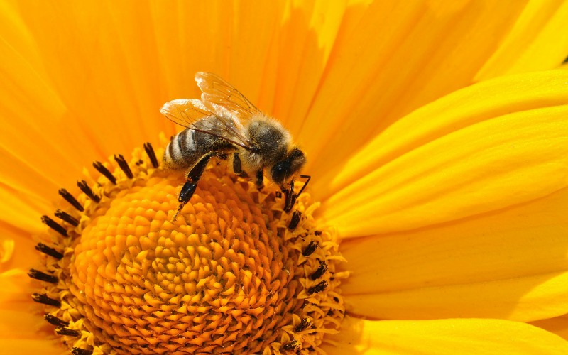 bee-pollen