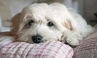 Dog in Bed