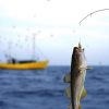 Fishing-Videos-Online