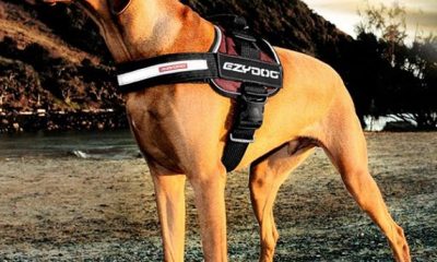 Ezydog Harness