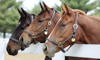 Horse Supplies