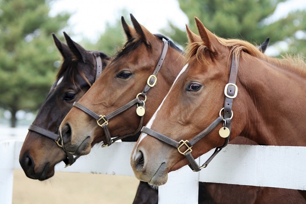 Horse Supplies