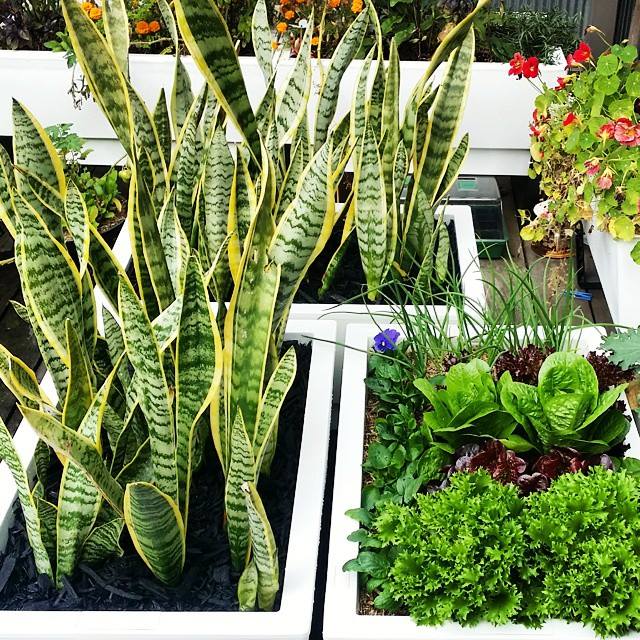 indoor-self-watering-planters