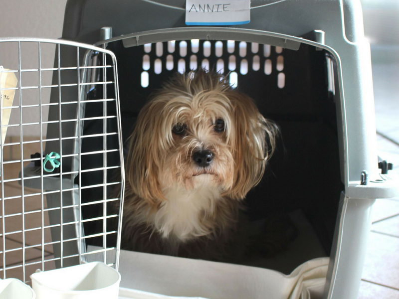 Benefits of Using a Pet Transport Company for Your International Move | 3  Benefits Of