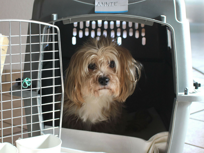 Benefits of Using a Pet Transport 