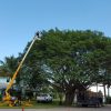 Tree shaping service
