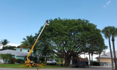 Tree shaping service