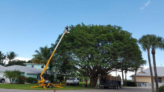 Tree shaping service