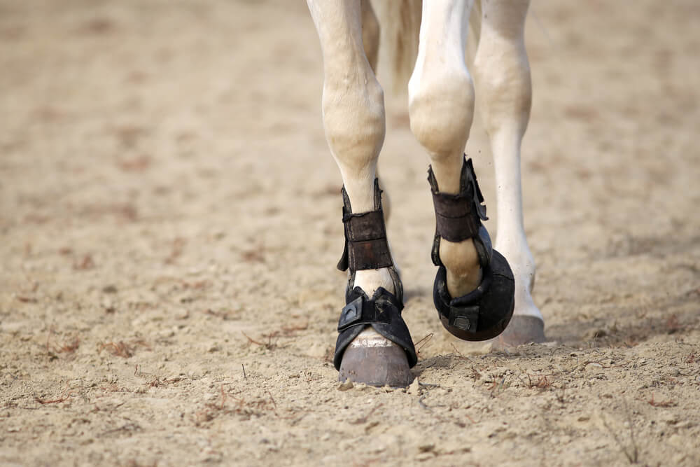 horse-tendon-boots