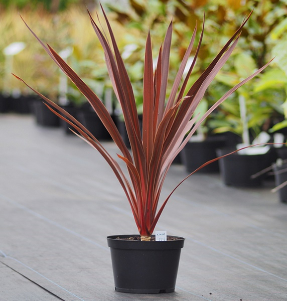 red cordyline
