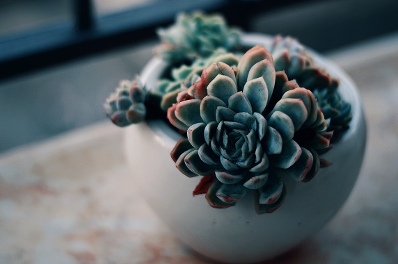 succulents_3