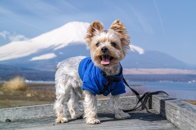 cute-dog-in-clothes