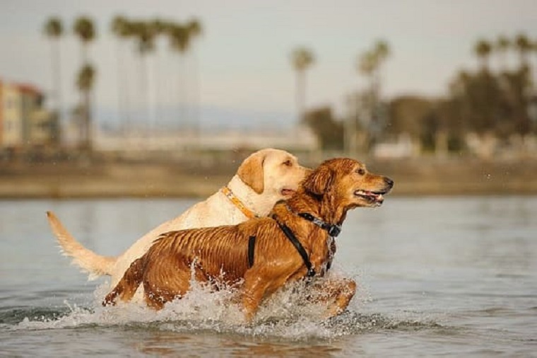 Two Dogs On The Beach Wearing Waterproof Anti Bark Collar