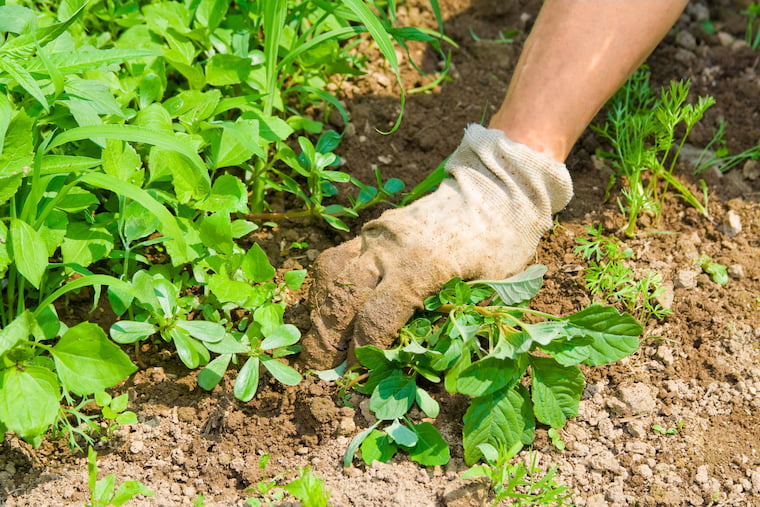 Weeds in garden