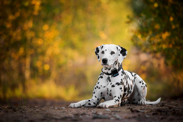 GPS tracker for dalmatian