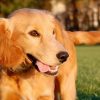 happy healthy dog