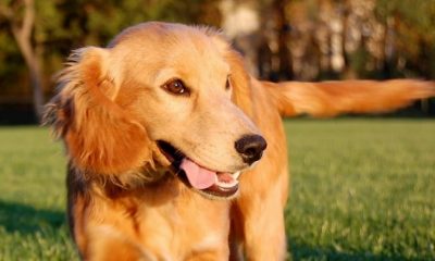 happy healthy dog
