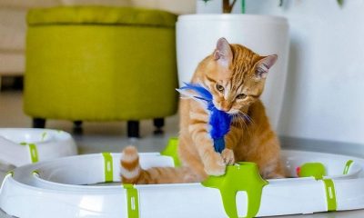 pet supplies
