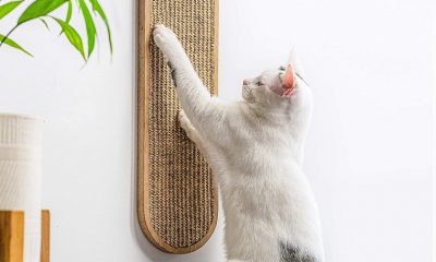 Cat Benefit from a Scratching Post