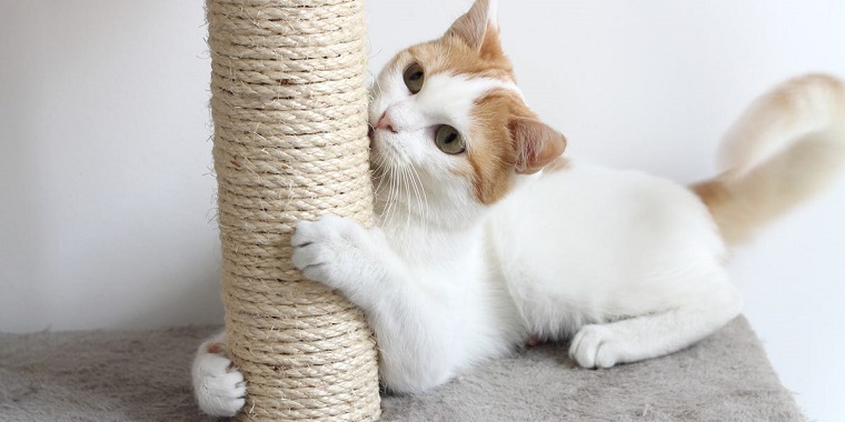 what-is-the-best-cat-scratching-post