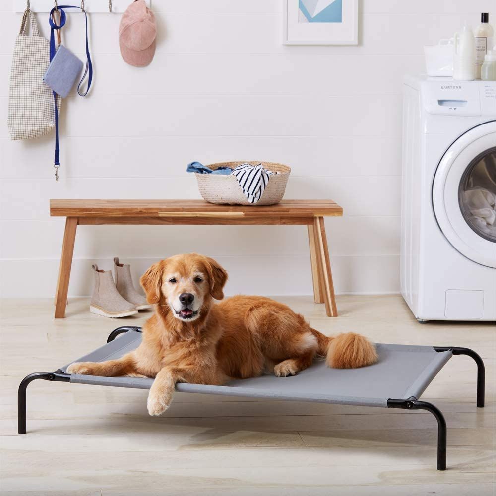 Dog laying on Elevated dog Bed