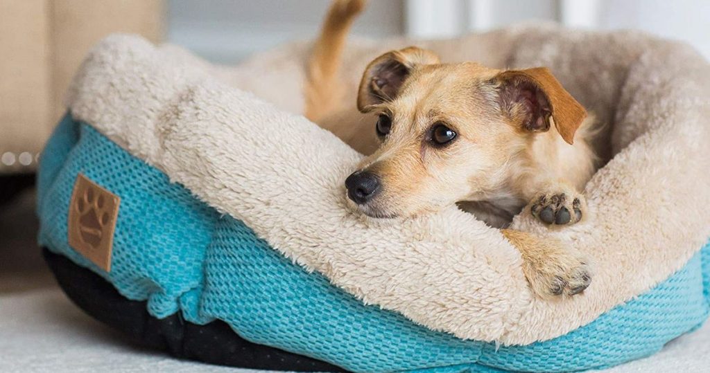 Dog laying on a dog bed