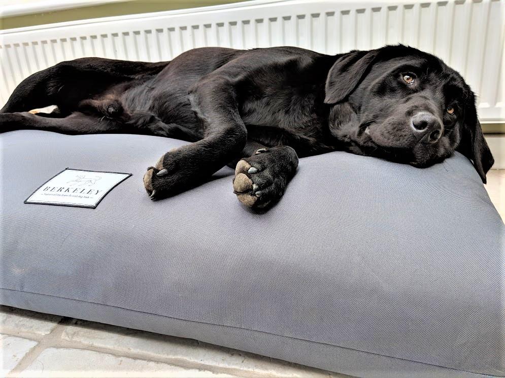Dog sleeping on Orthopaedic dog Bed