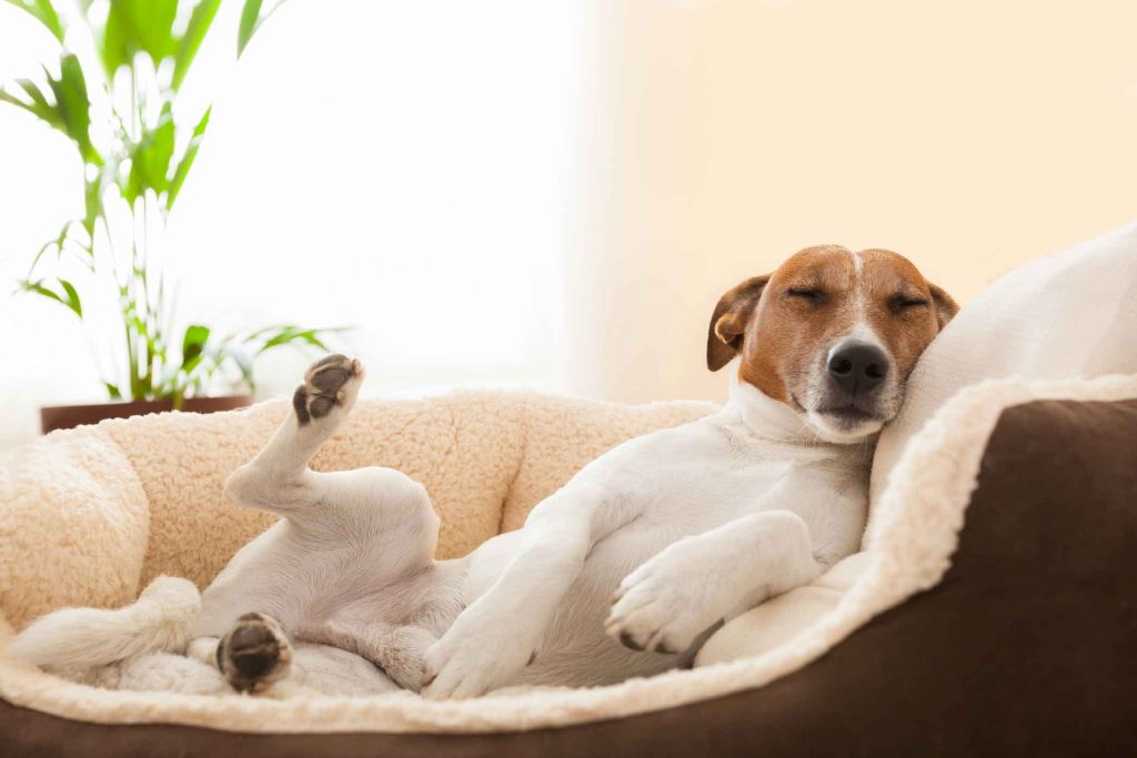 dog sleeping on dog bed