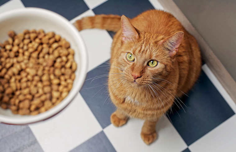 cat recieving food