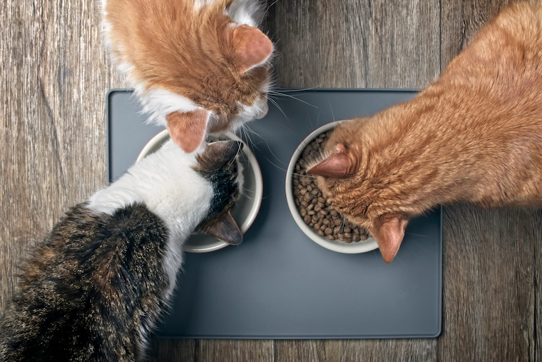 cats eating their food