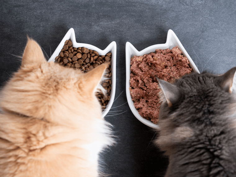 one bowl wet and one with dry food
