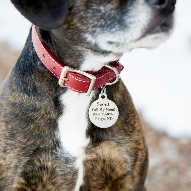Collars and Tags for pets