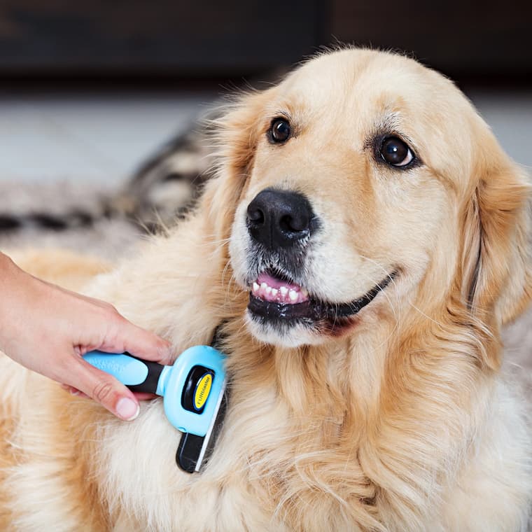 Furminator for dogs