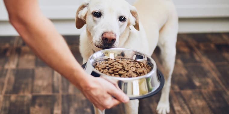 Proper Nutrition for dogs