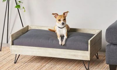 dog bed sizes