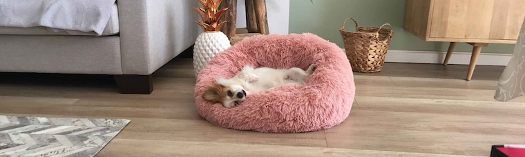 dog bed