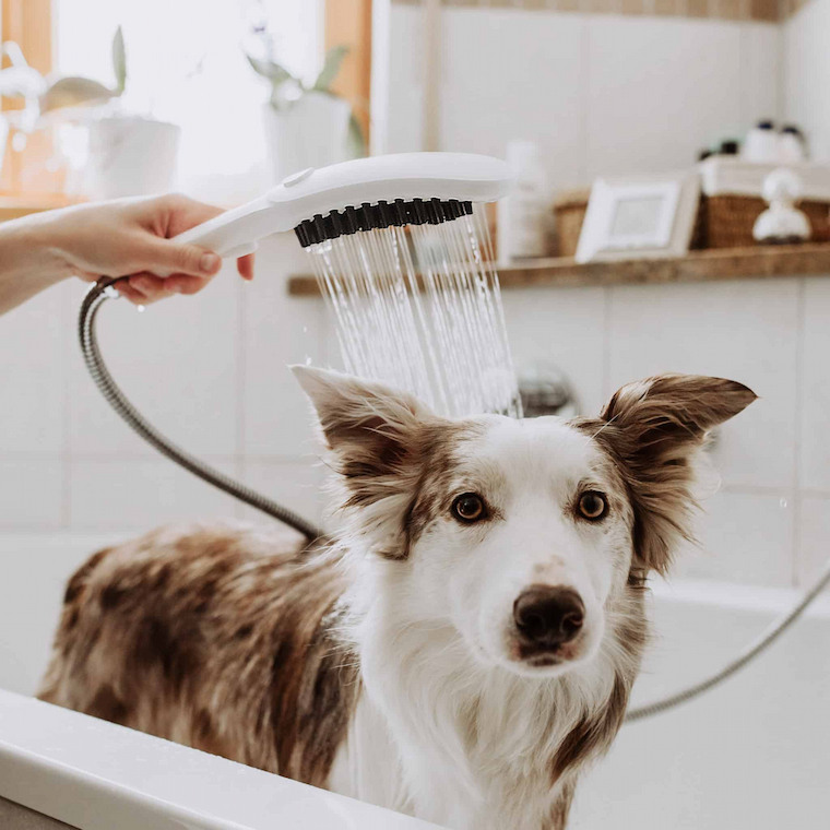 dog shower