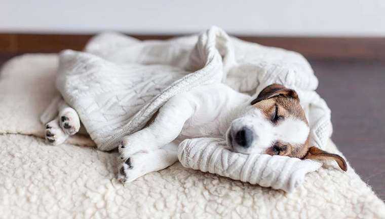 dog blankets