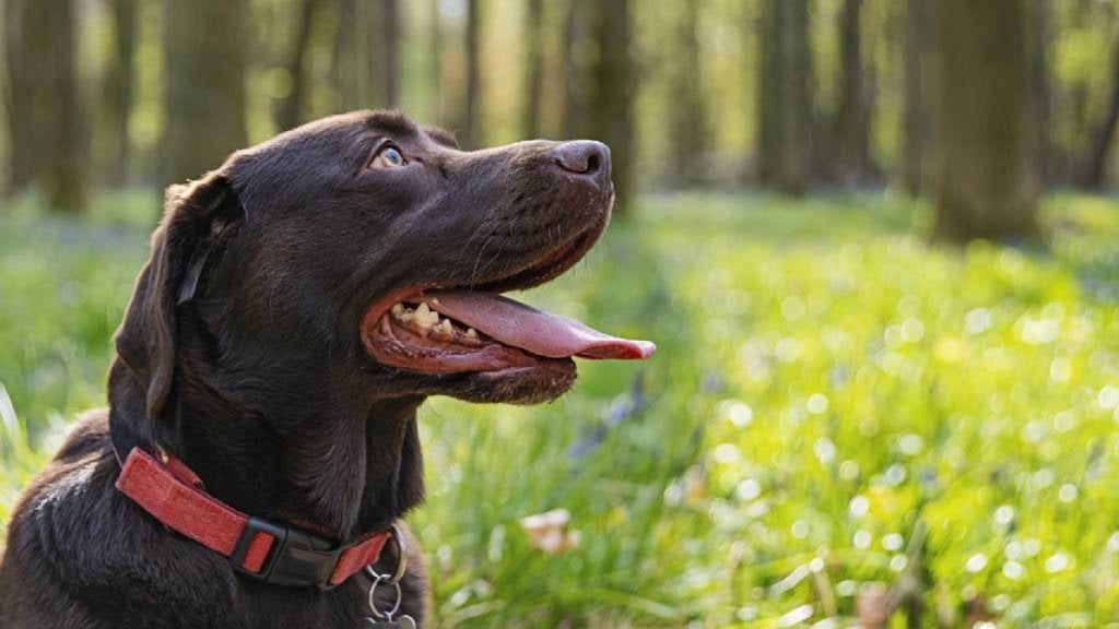 a big dog with a red collar outside
