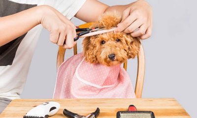 dog grooming