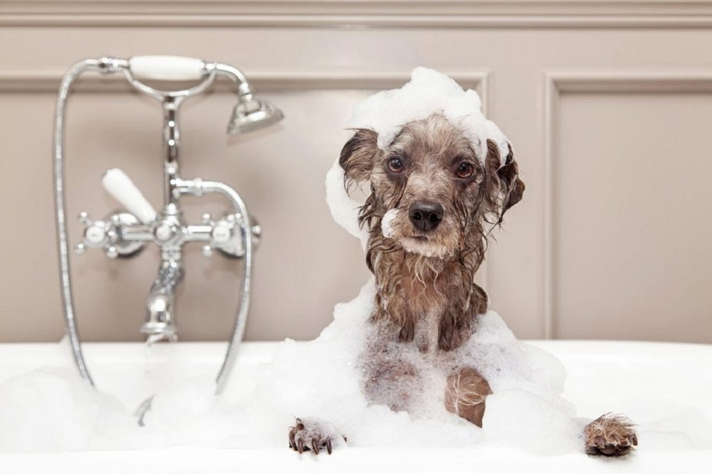 a dog in a bathtub