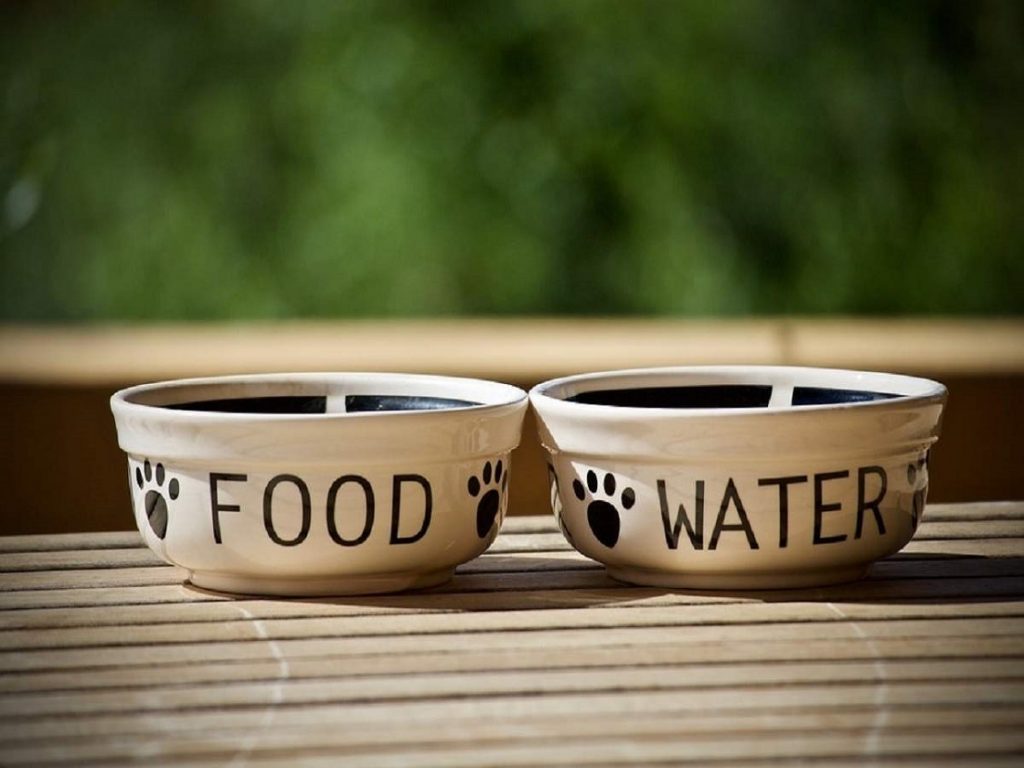 pet food and water bowls
