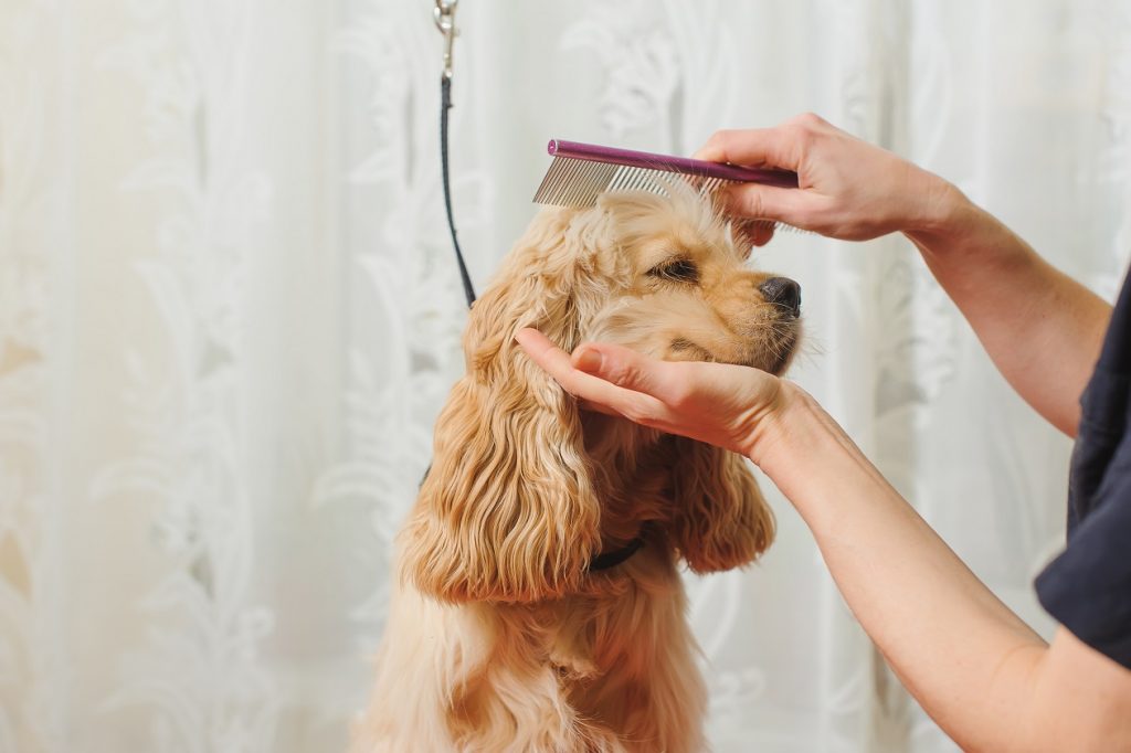 dog grooming
