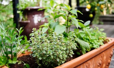 gardening container