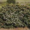 hedges-plants-Indian-Hawthorn-Yedda