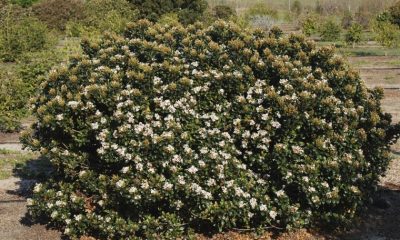 hedges-plants-Indian-Hawthorn-Yedda