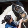 horse wormers